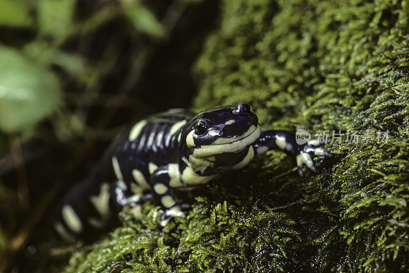 加州虎蝾螈(Ambystoma californiense)是一种脆弱的两栖动物，原产于北加州。“濒危物种”。